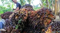 Petani Kelapa Sawit